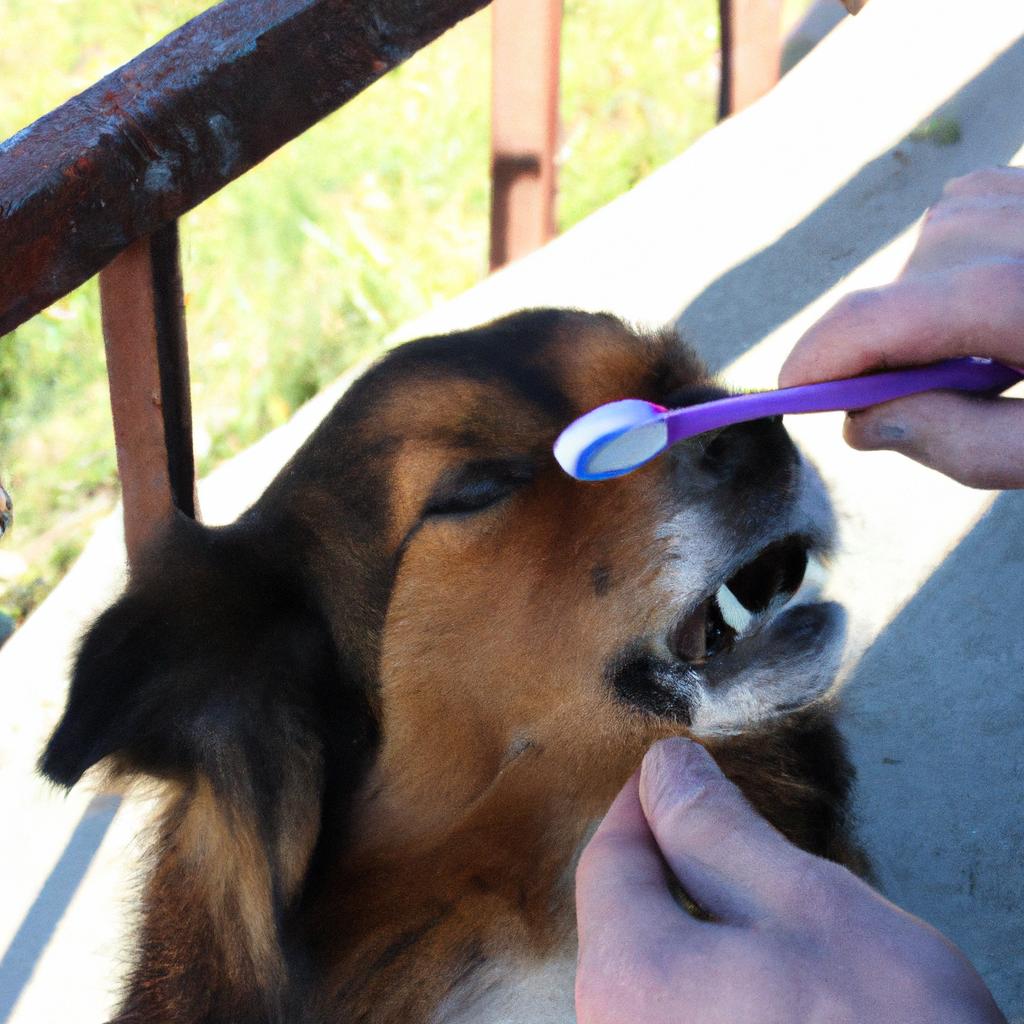 Person brushing dog's teeth